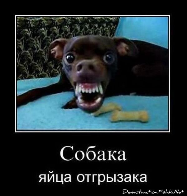 Смешной демотиватор от zubrilov за 03.12.2010 №61812