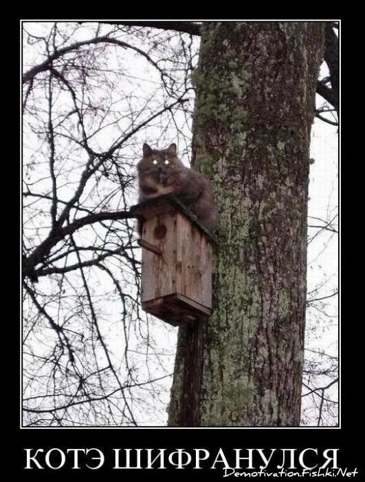 Смешной демотиватор от zubrilov за 03.12.2010 №61816
