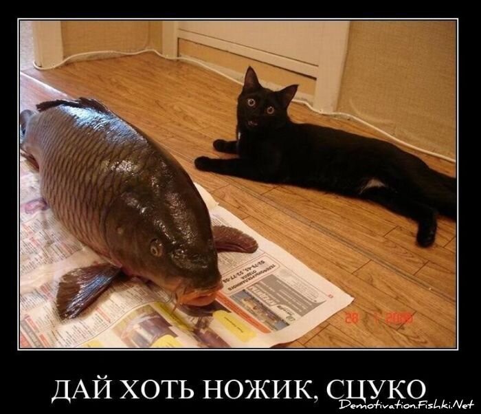 Смешной демотиватор от zubrilov за 03.12.2010 №61824