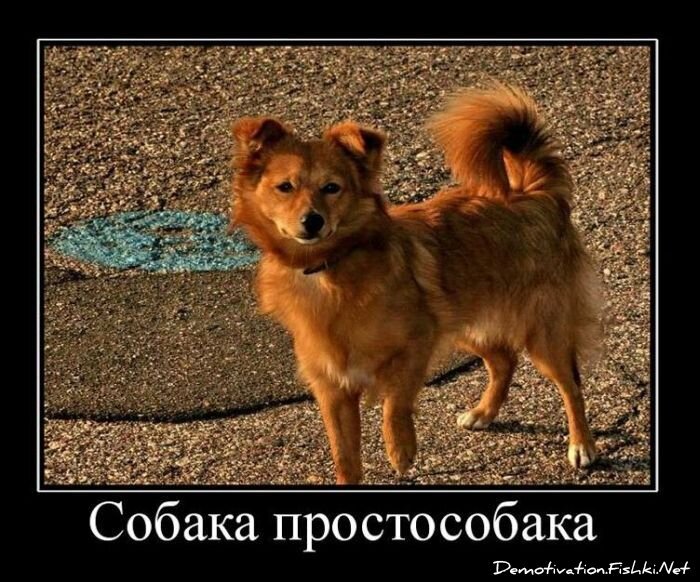 Смешной демотиватор от zubrilov за 03.12.2010 №61840