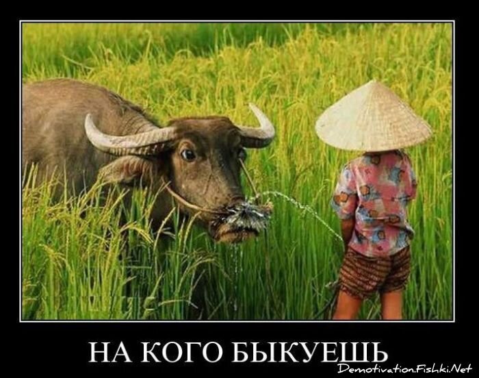 Демотиваторы, часть 90. (88 фото)