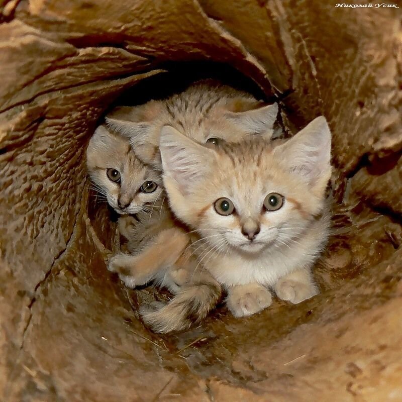 Прикольные фото и картинки от zubrilov за 03.12.2010 №61862