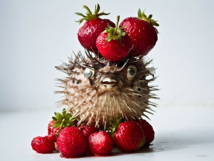 Фотография