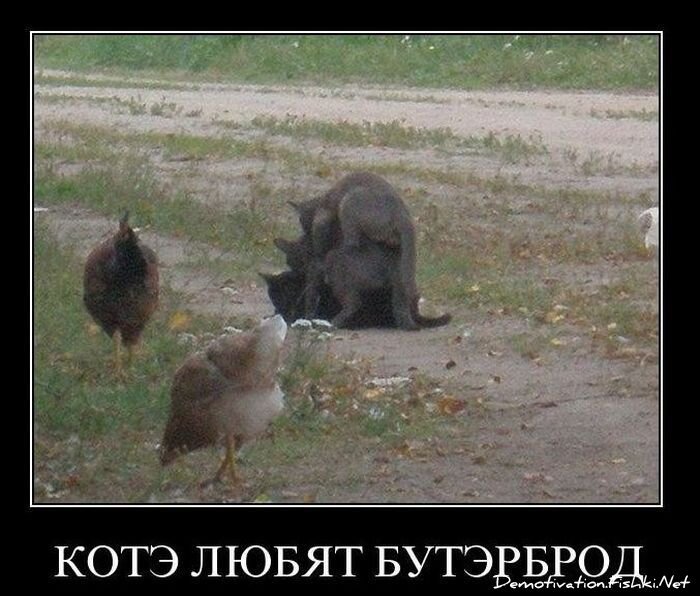 Смешной демотиватор от zubrilov за 08.12.2010 №62351