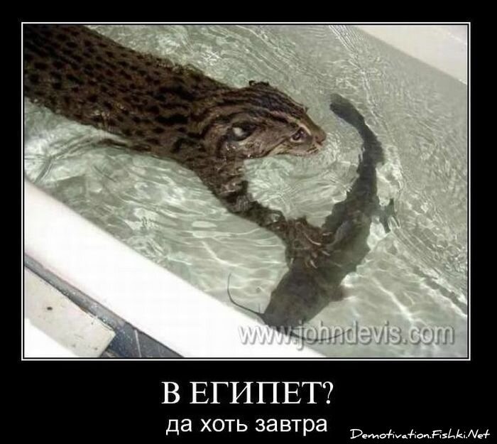 Смешной демотиватор от zubrilov за 08.12.2010 №62361