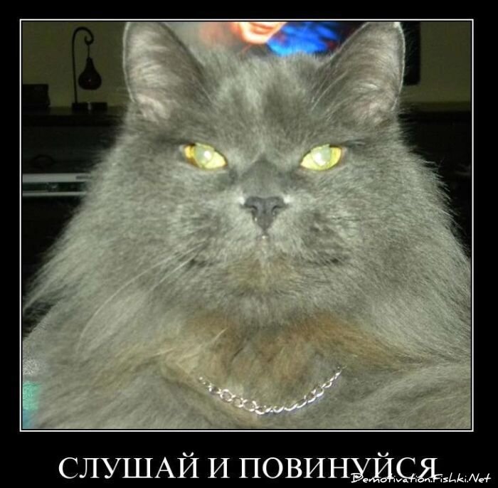 Смешной демотиватор от zubrilov за 08.12.2010 №62362