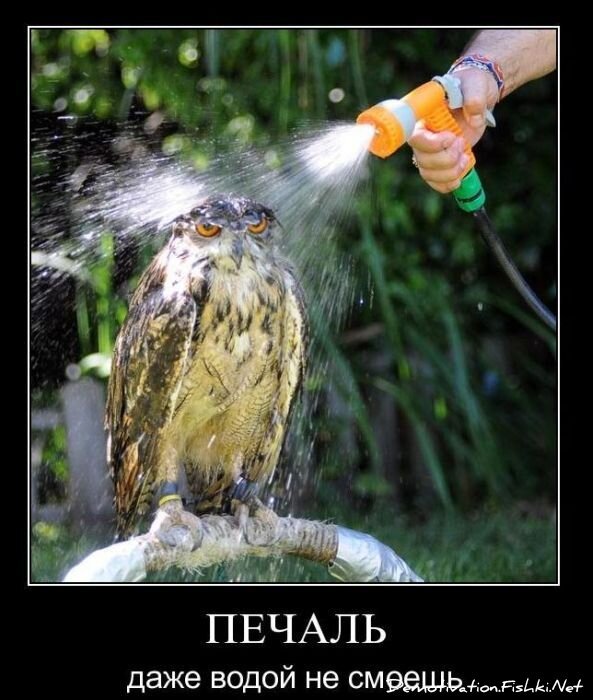 Смешной демотиватор от zubrilov за 08.12.2010 №62380