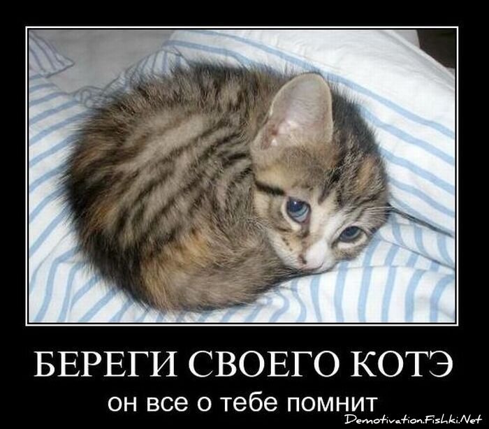 Смешной демотиватор от zubrilov за 08.12.2010 №62383