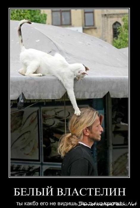 Смешной демотиватор от zubrilov за 08.12.2010 №62386