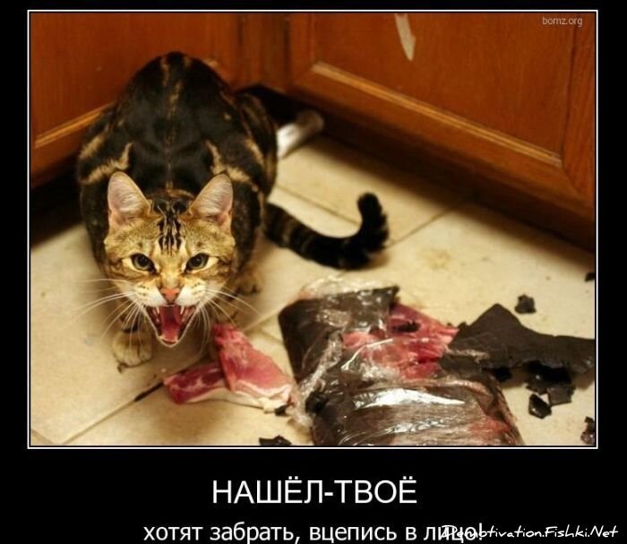 Смешной демотиватор от zubrilov за 08.12.2010 №62406