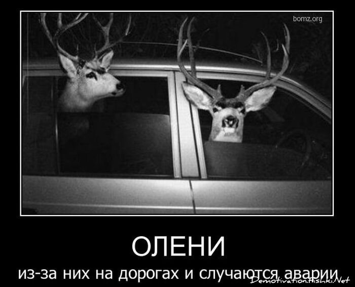 Смешной демотиватор от zubrilov за 08.12.2010 №62417
