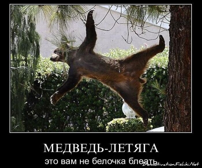 Смешной демотиватор от zubrilov за 08.12.2010 №62427