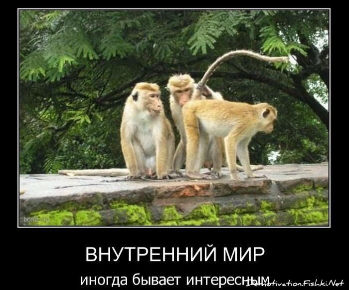 Смешной демотиватор от zubrilov за 08.12.2010 №62434