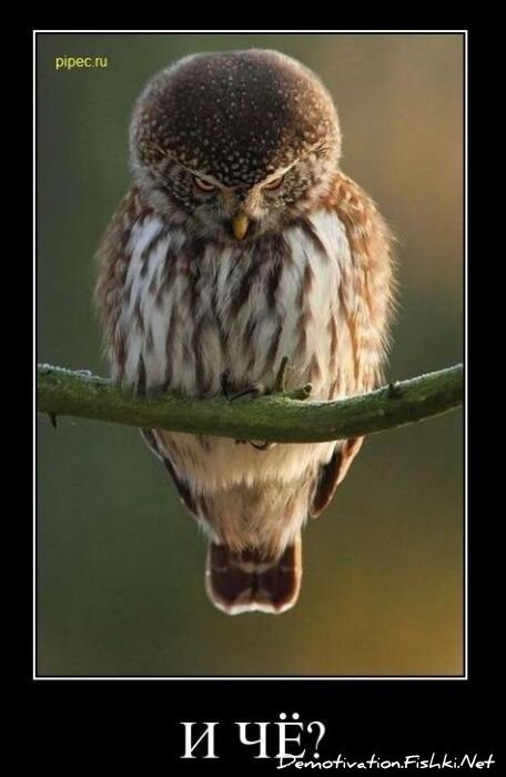Смешной демотиватор от zubrilov за 10.12.2010 №62837