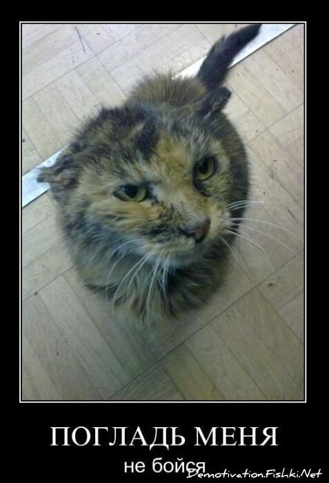 Смешной демотиватор от zubrilov за 10.12.2010 №62842