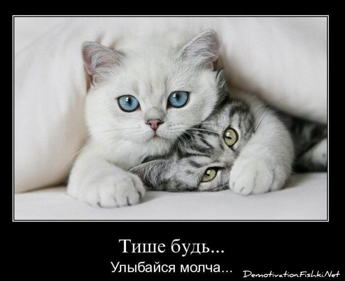 Смешной демотиватор от zubrilov за 10.12.2010 №62844