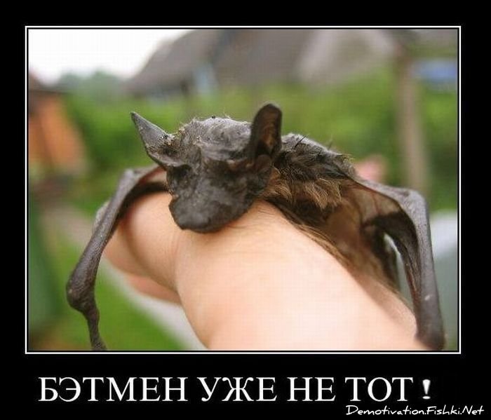 Смешной демотиватор от zubrilov за 10.12.2010 №62852