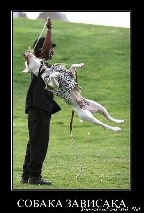 Смешной демотиватор от zubrilov за 10.12.2010 №62853