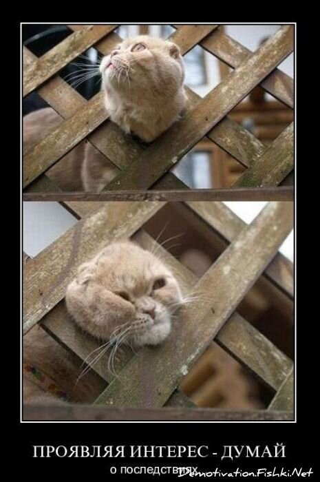 Смешной демотиватор от zubrilov за 10.12.2010 №62857