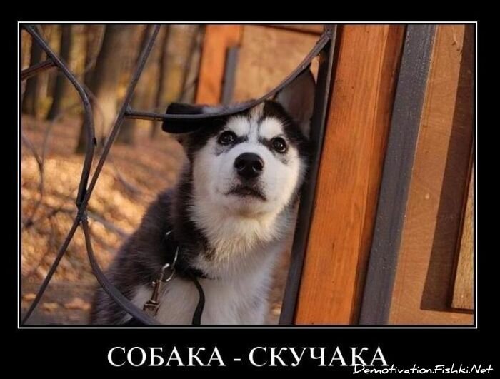 Смешной демотиватор от zubrilov за 10.12.2010 №62868