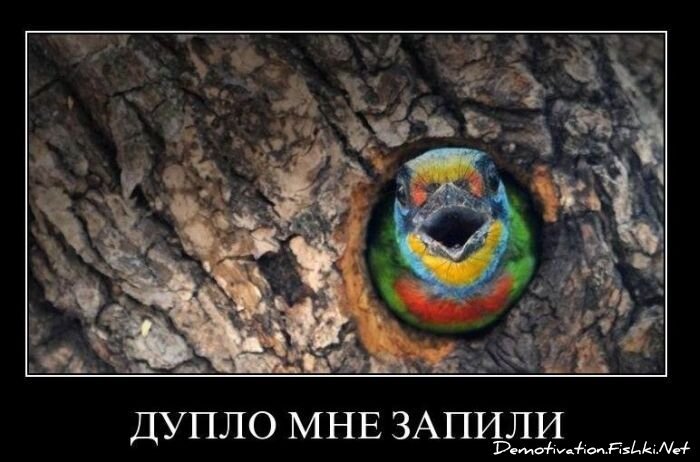 Смешной демотиватор от zubrilov за 10.12.2010 №62875