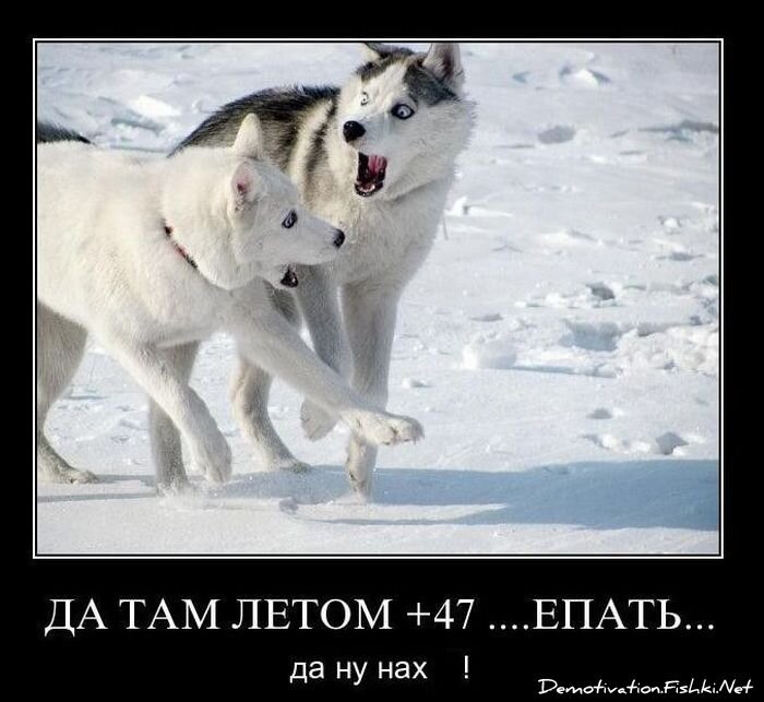 Смешной демотиватор от zubrilov за 10.12.2010 №62877