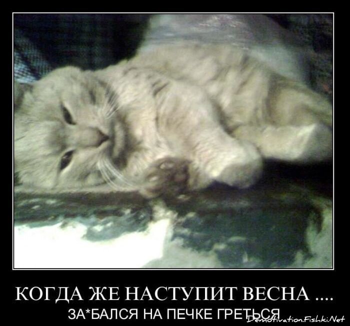 Смешной демотиватор от zubrilov за 10.12.2010 №62880