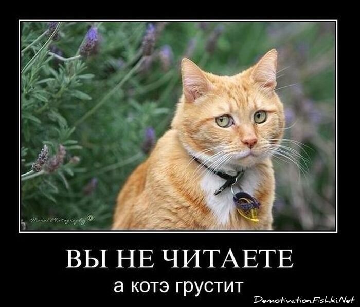 Смешной демотиватор от zubrilov за 10.12.2010 №62884
