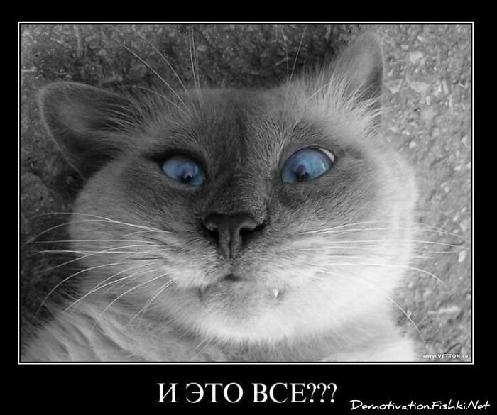 Смешной демотиватор от zubrilov за 10.12.2010 №62889