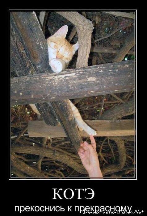 Смешной демотиватор от zubrilov за 10.12.2010 №62891