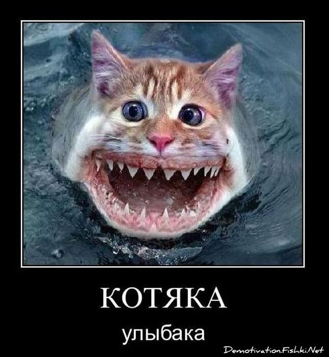 Смешной демотиватор от zubrilov за 10.12.2010 №62896