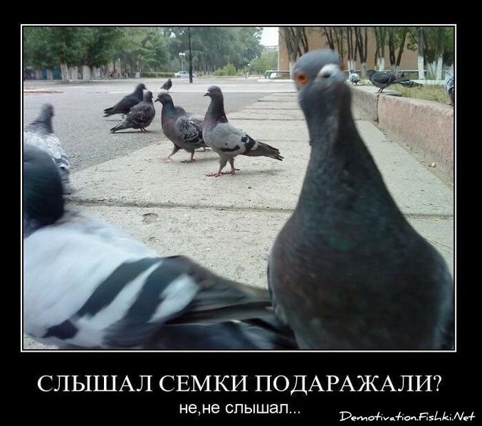 Смешной демотиватор от zubrilov за 10.12.2010 №62903