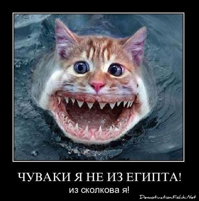 Смешной демотиватор от zubrilov за 10.12.2010 №62916