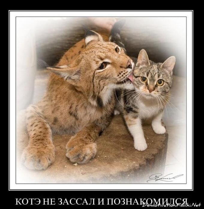 Смешной демотиватор от zubrilov за 10.12.2010 №62919