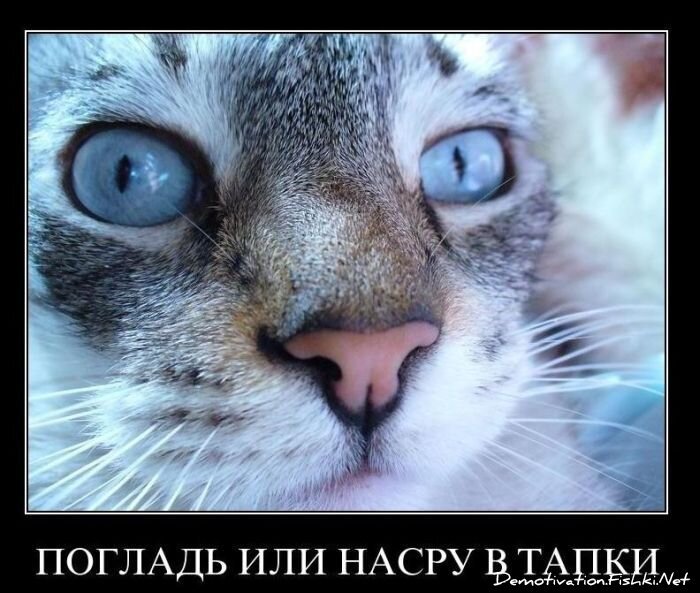 Смешной демотиватор от zubrilov за 10.12.2010 №62925