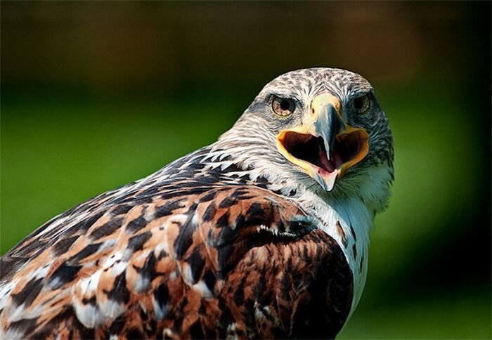 Прикольные фото и картинки от zubrilov за 14.12.2010 №63153