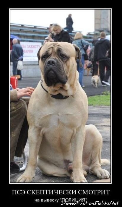 Смешной демотиватор от zubrilov за 17.12.2010 №63546