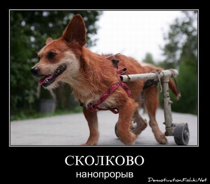 Демотиваторы, часть 94. (82 фото)