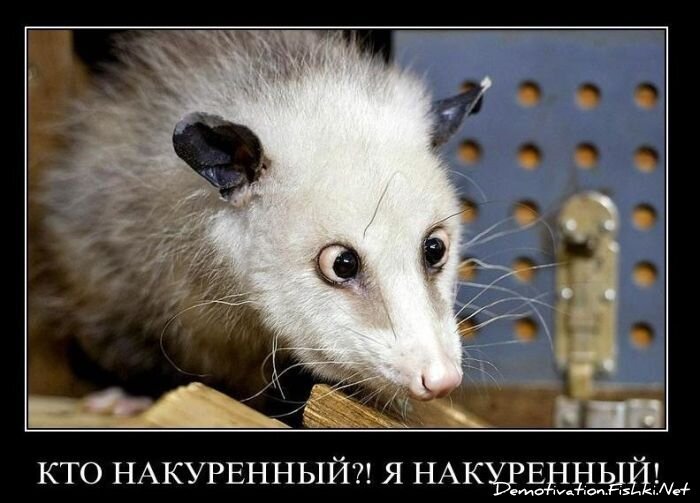 Смешной демотиватор от zubrilov за 17.12.2010 №63570