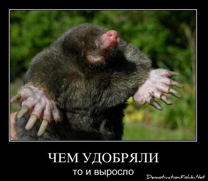 Демотиваторы, часть 94. (82 фото)