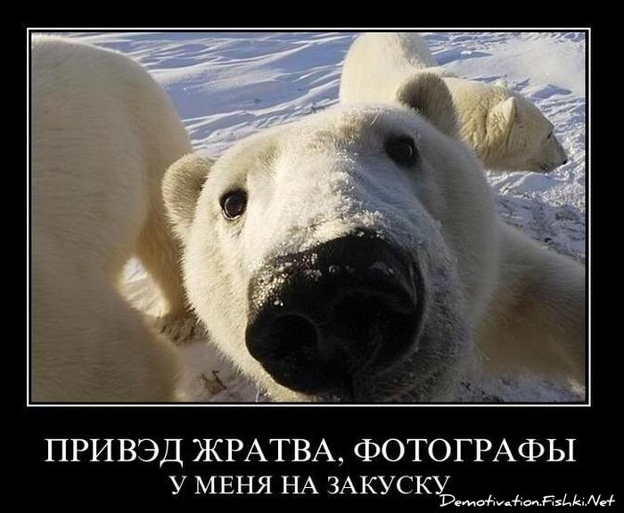 Смешной демотиватор от zubrilov за 17.12.2010 №63586