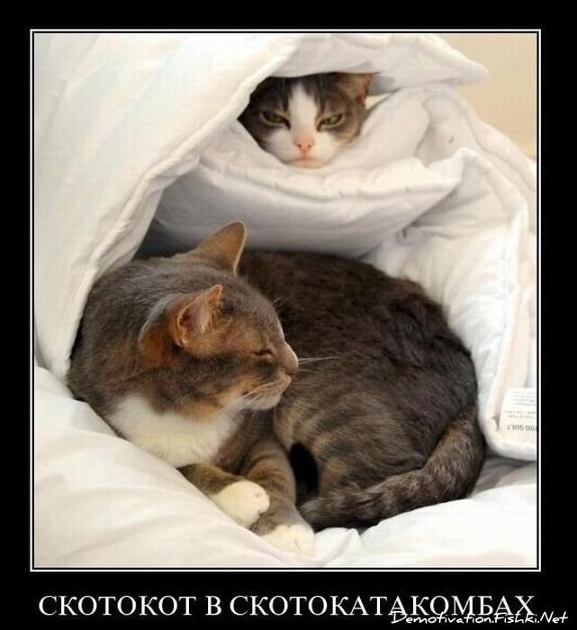Смешной демотиватор от zubrilov за 22.12.2010 №63900
