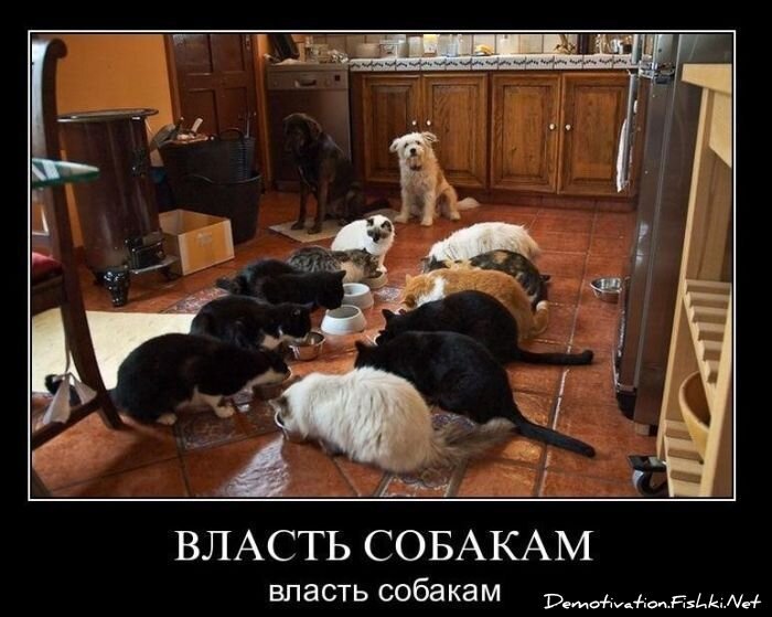 Смешной демотиватор от zubrilov за 22.12.2010 №63913