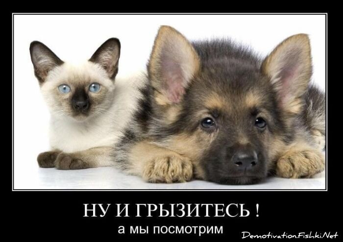 Смешной демотиватор от zubrilov за 29.12.2010 №64679