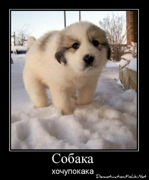Смешной демотиватор от zubrilov за 29.12.2010 №64711