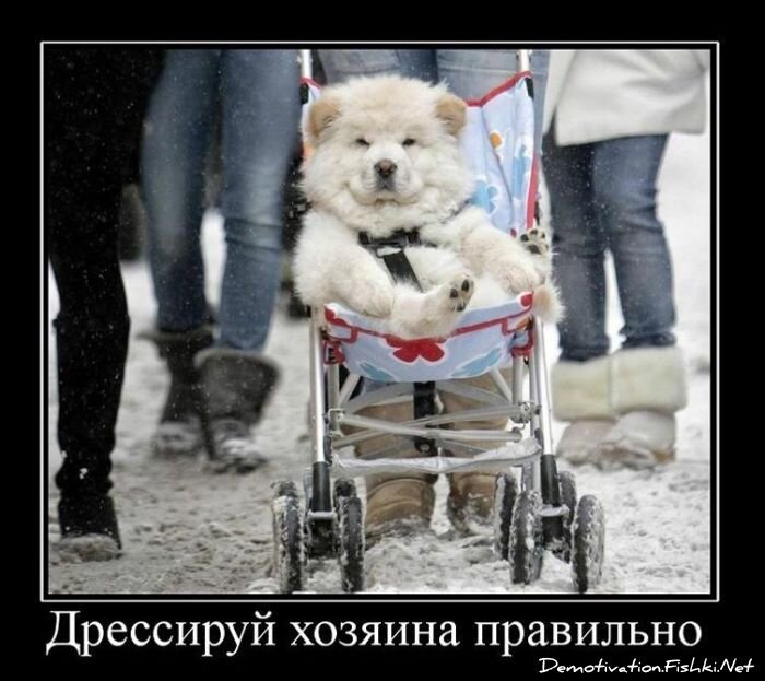 Смешной демотиватор от zubrilov за 29.12.2010 №64743