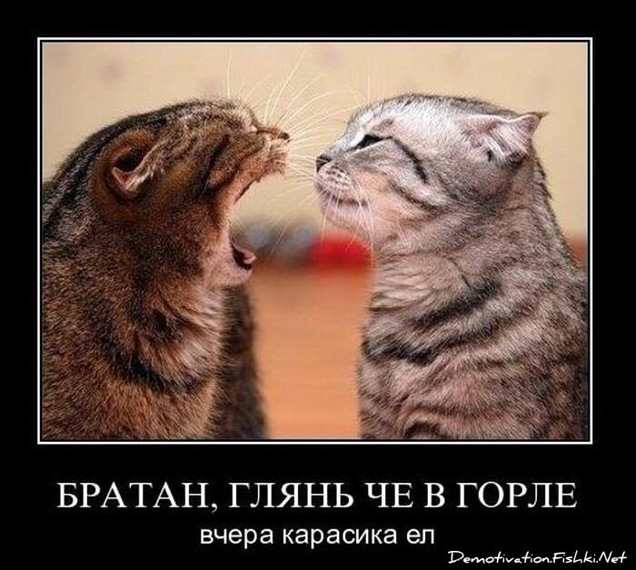 Смешной демотиватор от zubrilov за 29.12.2010 №64746