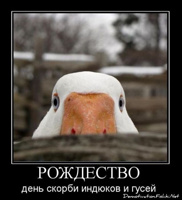 Смешной демотиватор от zubrilov за 29.12.2010 №64756