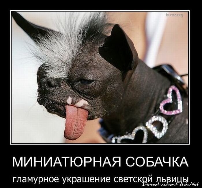 Смешной демотиватор от zubrilov за 29.12.2010 №64765