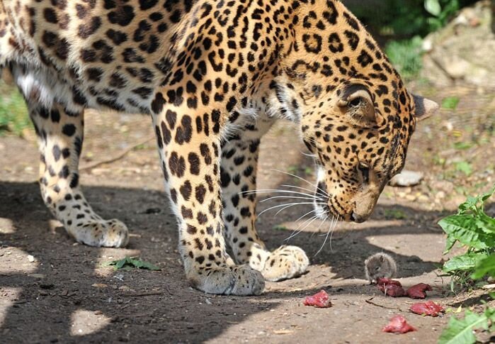 Прикольные фото и картинки от zubrilov за 13.01.2011 №65073